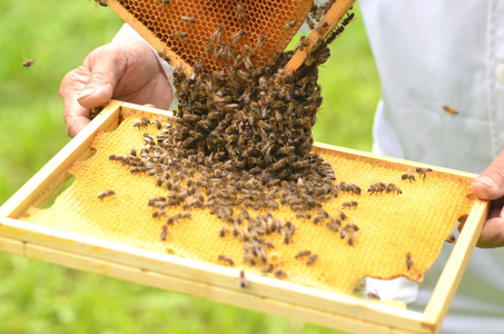成群的蜜蜂在蜂房蜂窝
