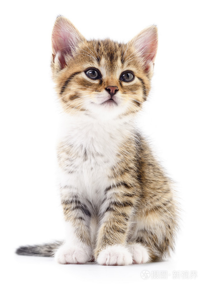 在白色背景上的小猫