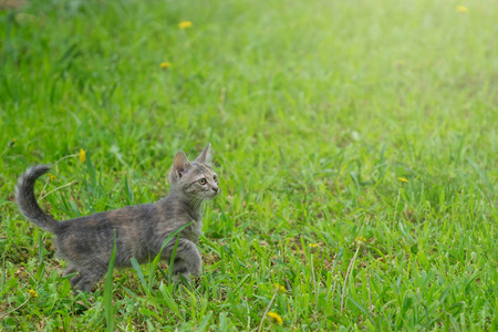年轻的灰猫玩绿色的草关闭