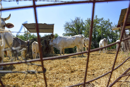 奶牛在农场的围栏里吃干草。