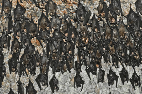 许多蝙蝠挂。蝙蝠在洞穴尼泊尔, 博克拉 在博克拉附近蝙蝠洞天花板上的蝙蝠