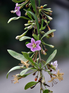 野生开花枝枸杞