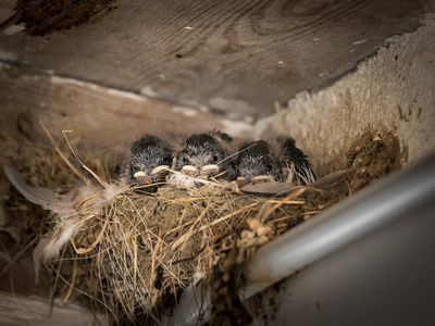 三只谷仓燕子小鸡 家燕 rustica 坐在巢里等待喂食