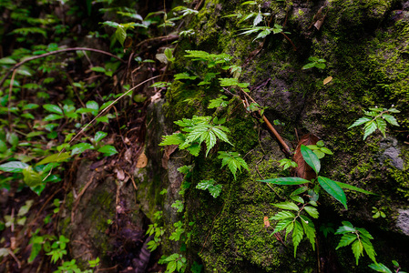天然植物在石材背景上的绿色 mos