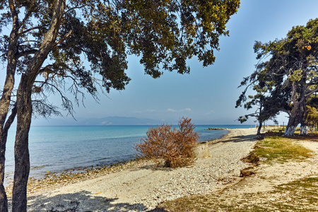 树上 Ormos Prinou 海滩，萨索斯岛岛东马其顿和色雷斯