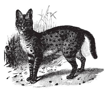 是在非洲发现的一只野猫, 老式的线条画或雕刻插图