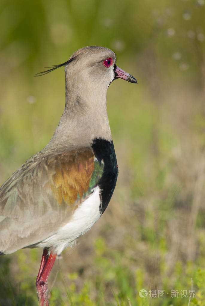南田凫鸟, vanellus chilensis