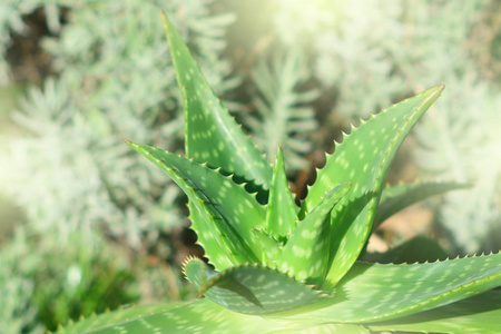 芦荟植物天然健康成分