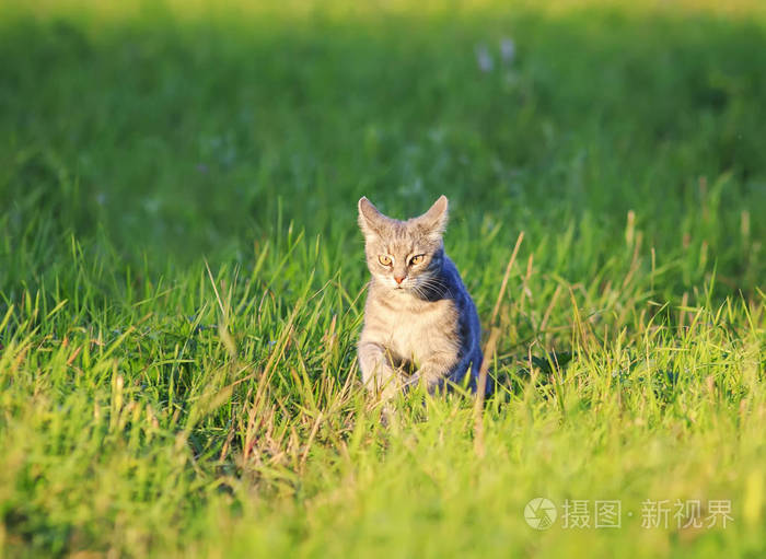 可爱的条纹猫在绿色草地上快速运行在春天明亮的阳光草甸