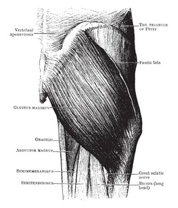 这个插图代表臀肌, 老式线条画或雕刻插图