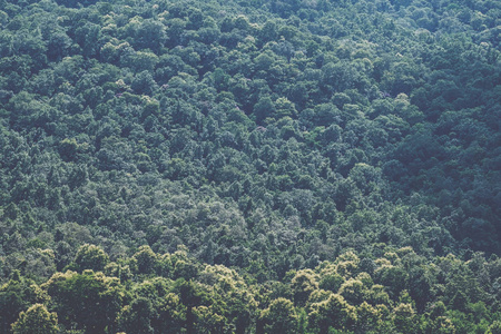 热带雨林景观中的绿色小山特写图像