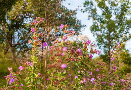 Osbeckia Stellata 火腿花 印度杜鹃 在自然背景下