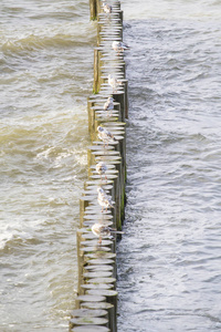 海上防波堤上的一群海鸥