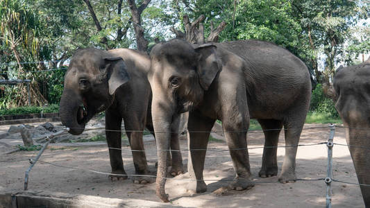 动物园里的两只大象