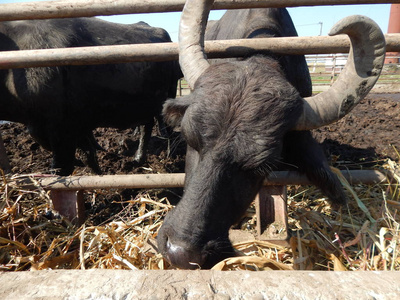 水牛农场, 水牛在露天网箱放牧