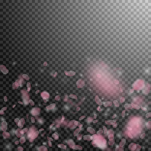 樱花花瓣落下。浪漫粉红色的花朵渐变。透明方形背上的飞花瓣