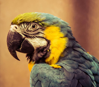 异国情调的野生鹦鹉蓝黄色的光环在动物园特写。异国情调宠物