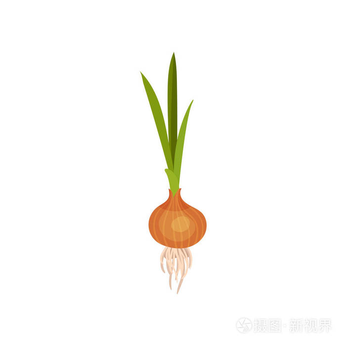 洋葱鳞茎带橙皮, 绿叶和小根.天然和健康的蔬菜.耕种的植物.