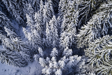 阳光明媚的冬日白雪覆盖森林的鸟瞰图