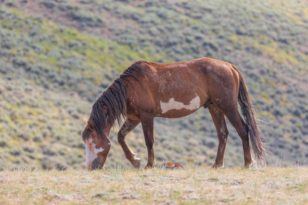 科罗拉多西北部沙盆中的一匹美丽野马