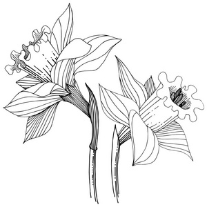 水仙中的野花以矢量风格隔开。独立的插图元素。植物全名 水仙。背景纹理包装图案框架或边框的矢量花