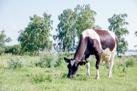 夏日绿地牧场的一群奶牛