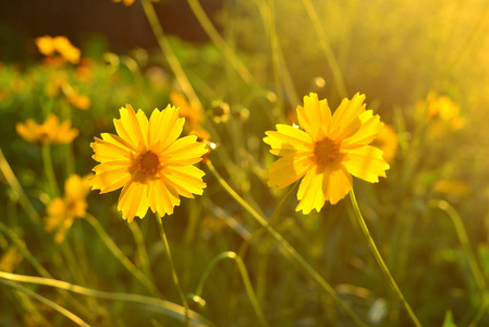 夕阳与太阳背景下花园中黄色雏菊的花朵