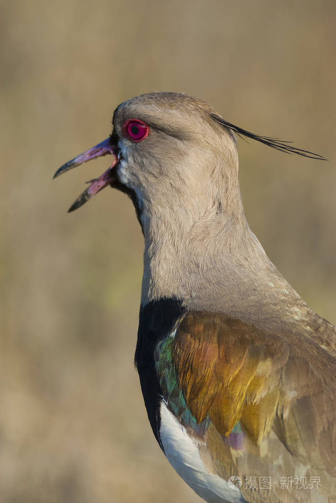 南田凫鸟, vanellus chilensis