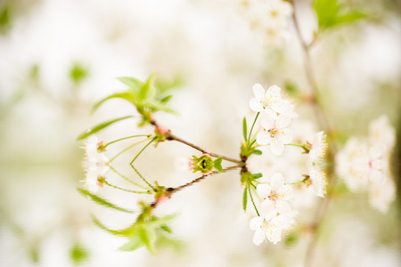 美丽樱花开花与水中倒影。拼贴。S