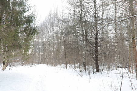 冬季景观积雪覆盖大片。一个公园在冬天在