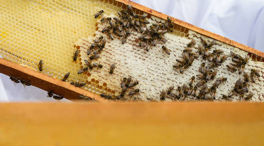 蜂蜜蜜蜂在框架