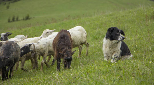 山坡上放牧山羊羊群的自然景观图片