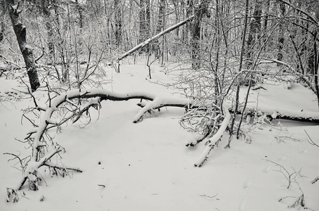 冰雪覆盖的冬季景观和倒下的树木