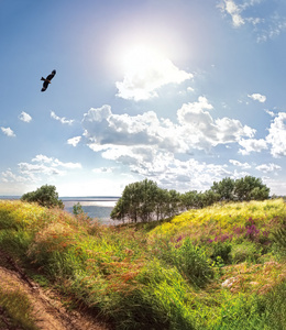 鹰飞河 伏尔加河河，俄罗斯，2016 年 8 月，用在前景和正午的阳光下的草草甸