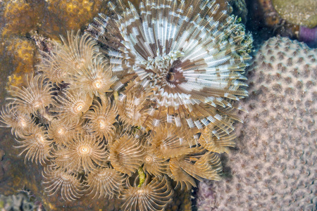 Carbiiean 海 tubeworm 珊瑚礁