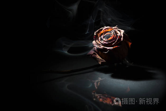 工作室拍摄的红玫瑰在玻璃板上的斑点灯前黑色背景与烟雾横幅