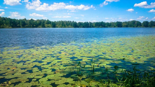 湖与百合。夏季景观与池塘
