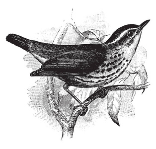 纽约 Waterthrush 是新世界的鸣禽鸟莺, 复古线画或雕刻插图