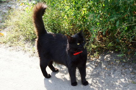 一只大黑猫站在地上, 在草地上的街道上