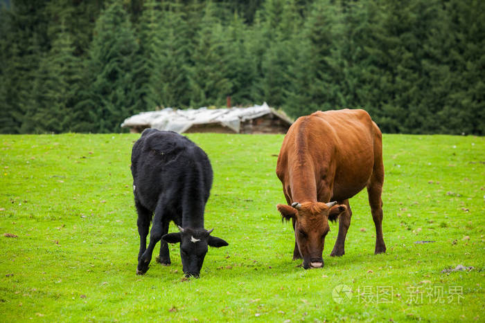 中国奶牛吃草
