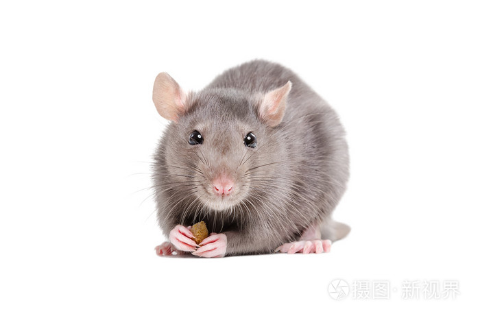 一只老鼠,它的爪子里拿着一块食物的肖像