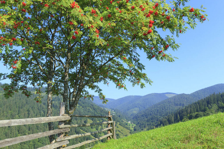 喀尔巴阡山的山里有萝 Verkhovyna 的树