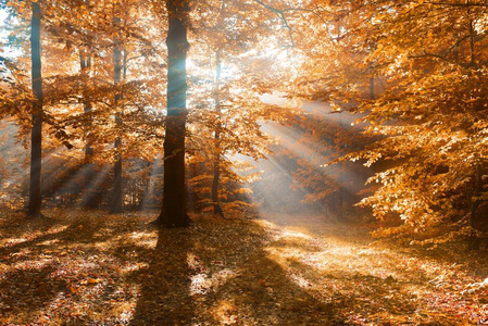 美丽的早上在秋天的森林中