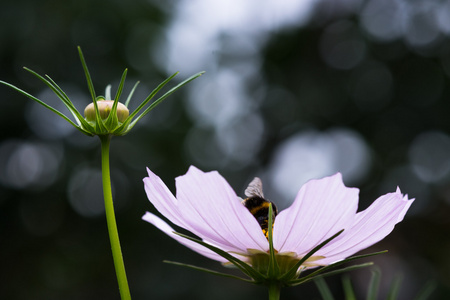 大黄蜂 大黄蜂 在一朵花