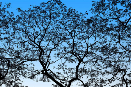 抽象黑色树分支在背景蓝色突出显示