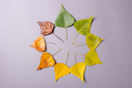 秋天色的叶子。从绿色到黄色到干燥的叶子干燥过程