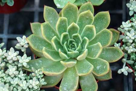 绿色仙人掌植物在花盆, 农场, 花园