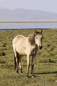 吉尔吉斯斯坦宋伊塞克湖湖的草原上有匹马站着。