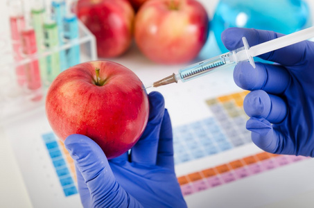 分析师将液体注入到苹果。转基因的食品的概念