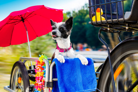 快速和快速的贵宾犬伸出舌头在自行车拖车上的暑假, 与业主准备为海滩用毛巾, 雨伞